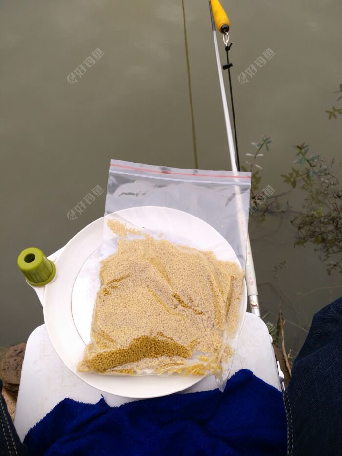 [试钓报告4] 速战终篇,大鲫收官-佛山 - 好钓鱼