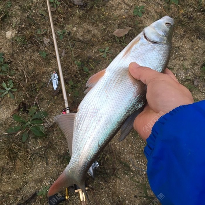 69 论坛 69 海钓路亚 69 查看内容 今天收获红尾一条,空军又