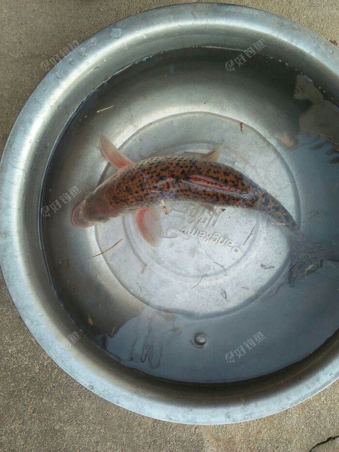 这什么鱼啊,怎么没见过