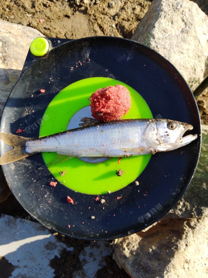 忘不了钓马口的感觉