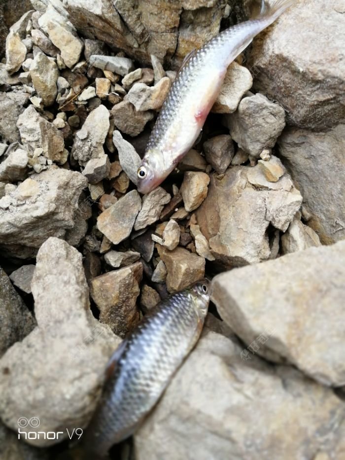 长不大的小麦鱼,老是来抢,钓4.5米深崴.