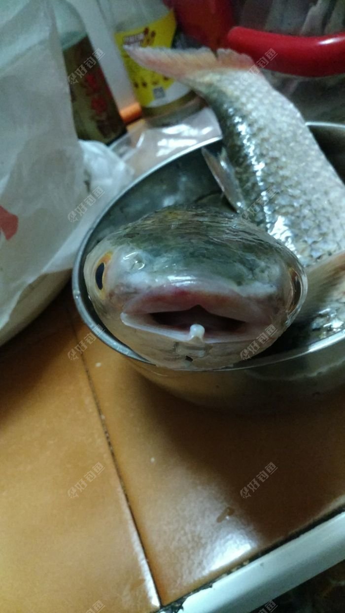 来个正面的,鱼嘴是三角型的