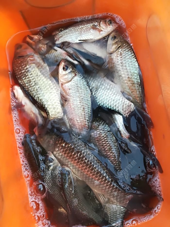 新年第一钓 - 好钓鱼