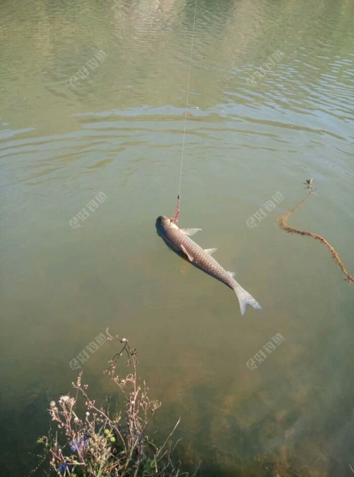 纯野生的大草鱼爆炸钩钓的