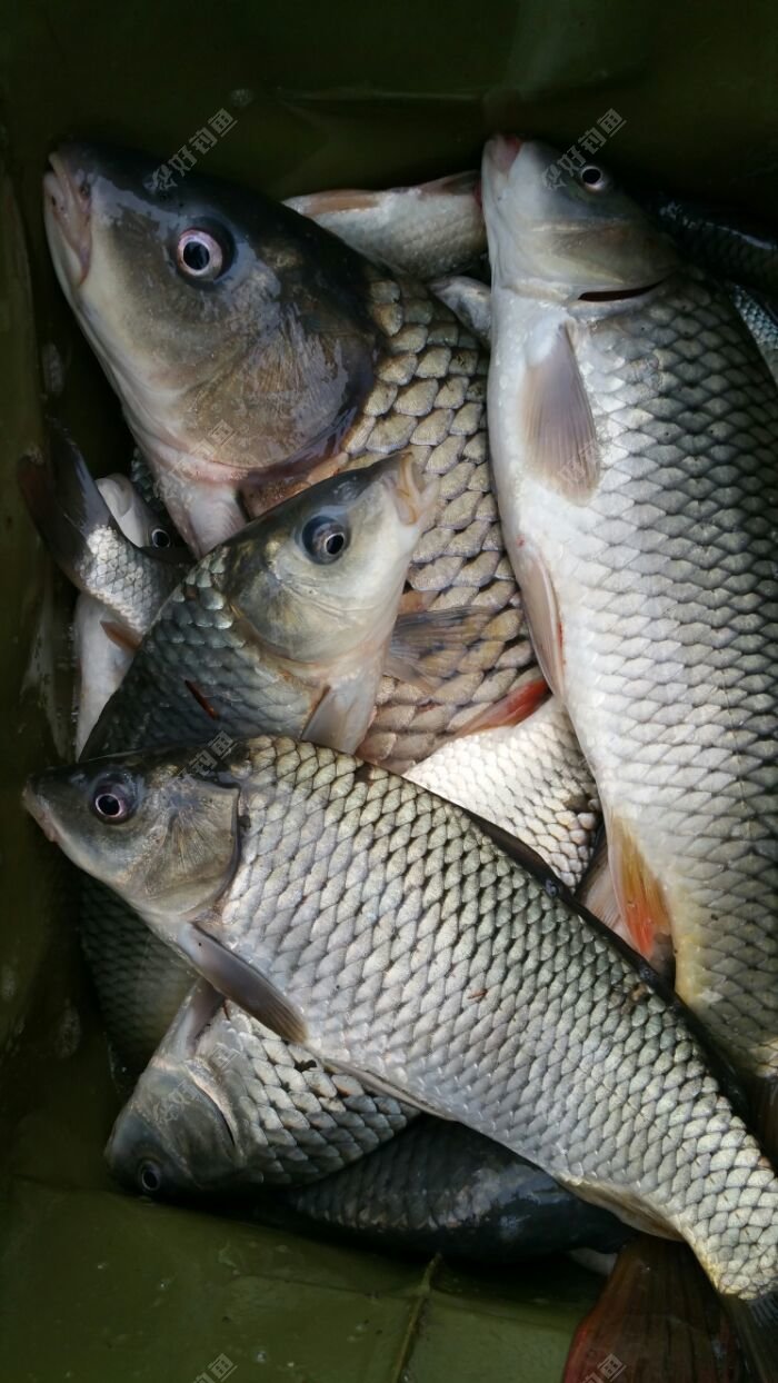 风和日丽好钓鱼奇招怪招才爆护