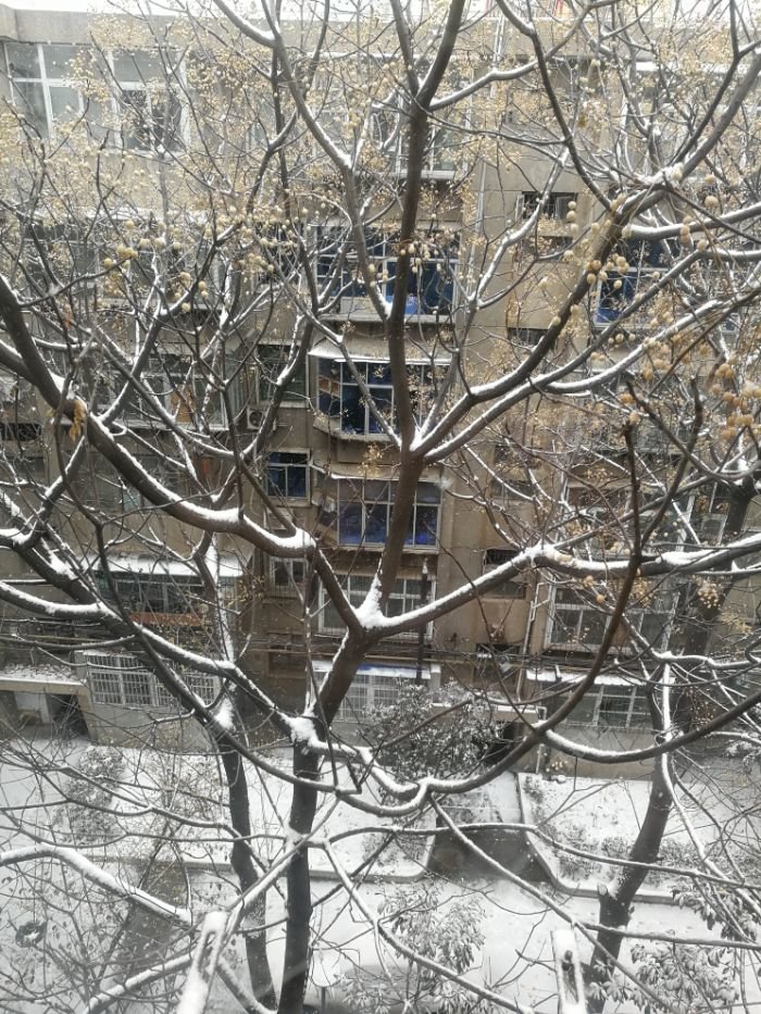 天降大雪未出钓糖醋板鲫来慰劳