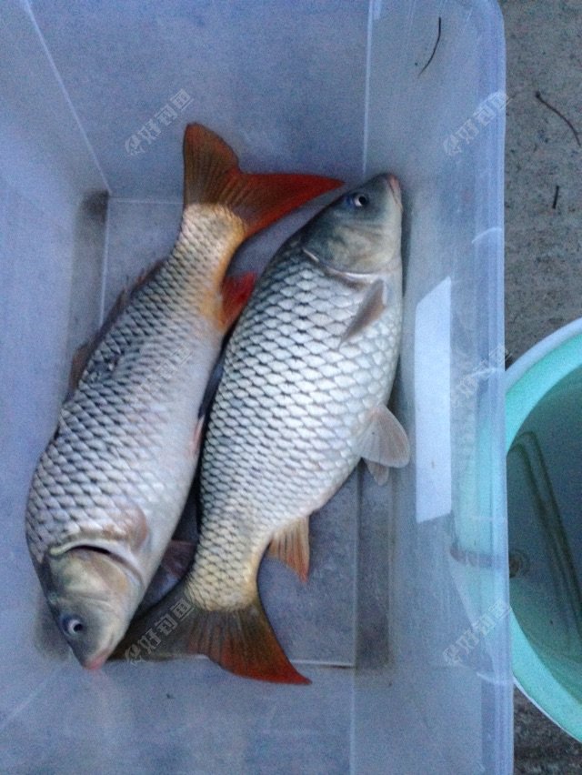 钓了半天上了两条鲤鱼