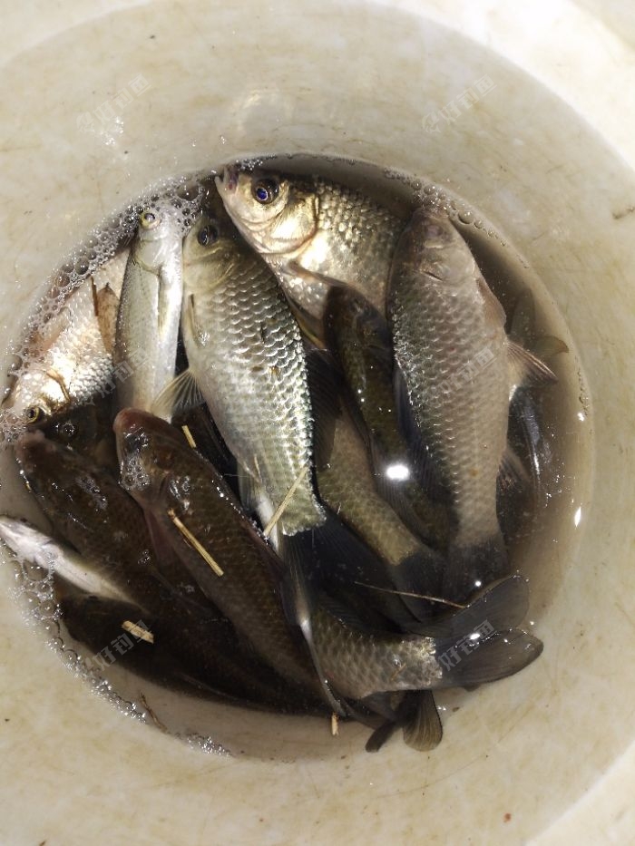 鲫鱼50多条