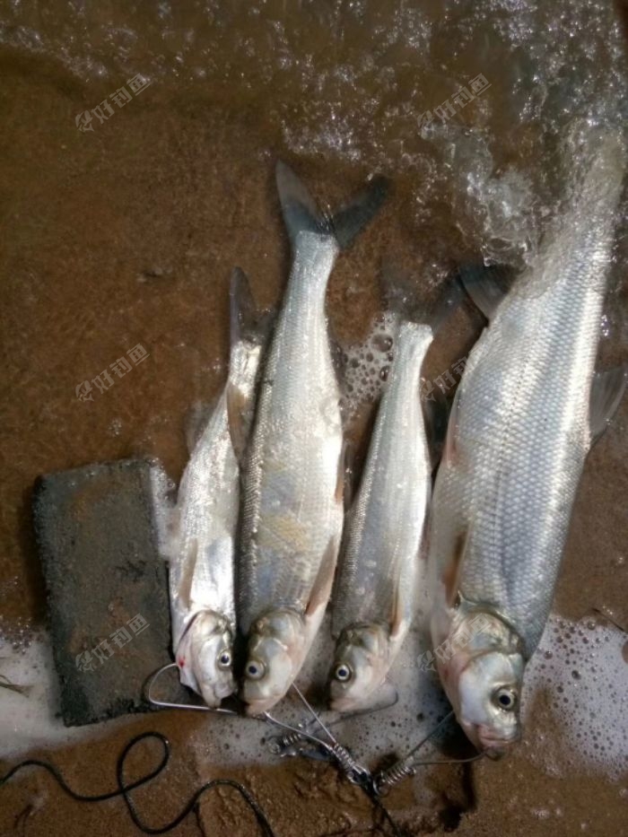 初春路亚翘嘴鱼获还不错