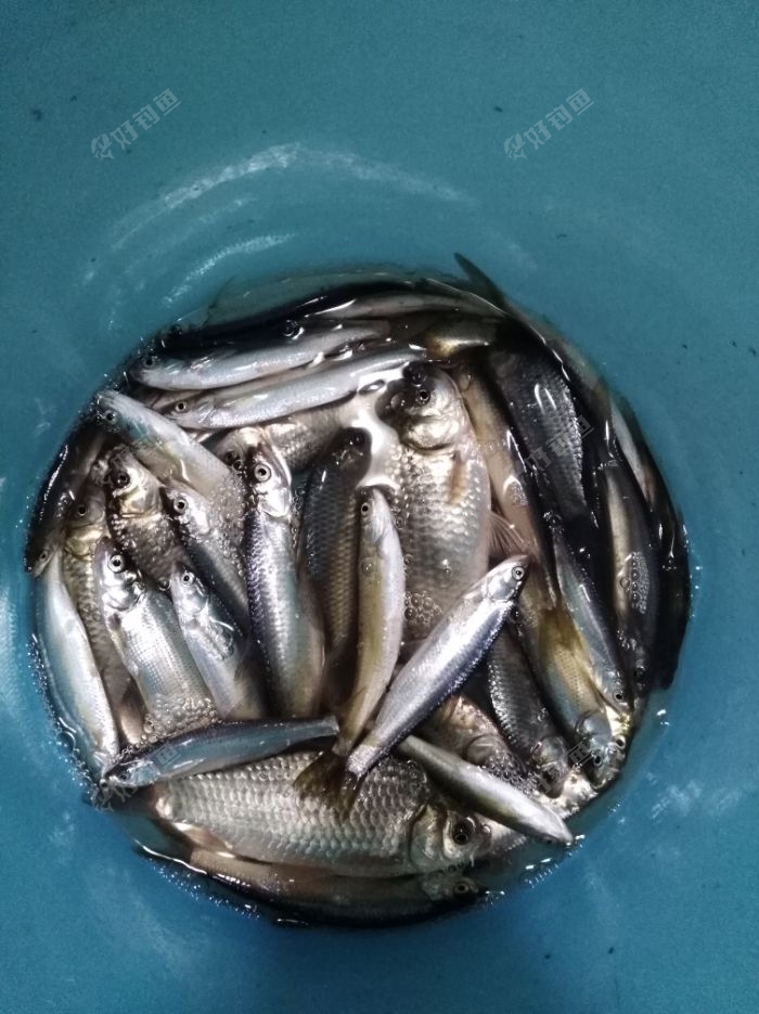 最终鱼获,白条,翘嘴留下,小鲫鱼放生