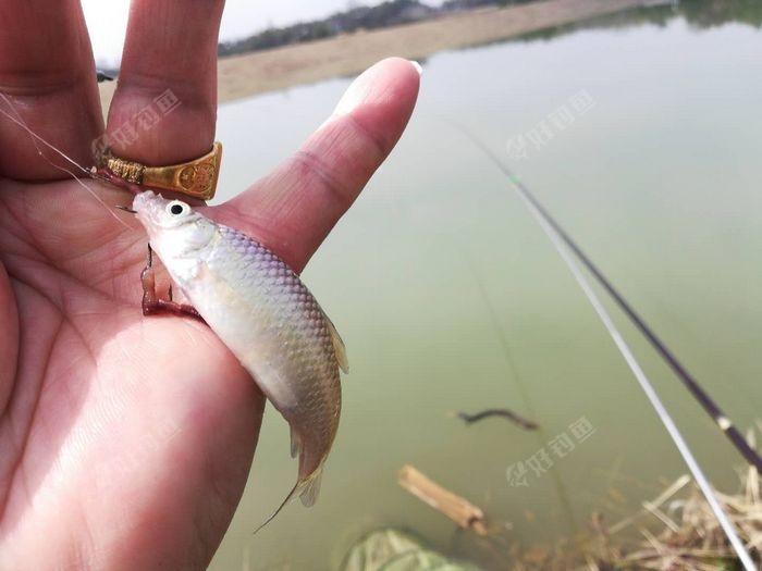 [原创] 春钓滩 快乐又一天 - 好钓鱼