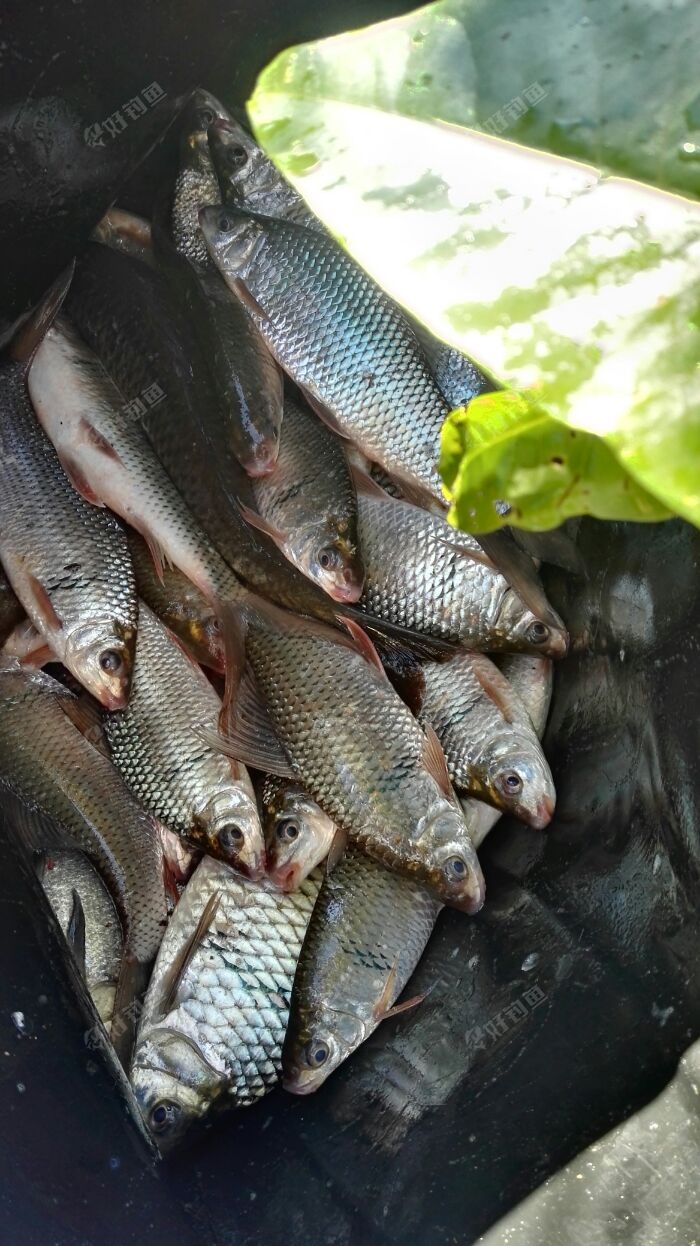 久久战队水库夜钓有点冷