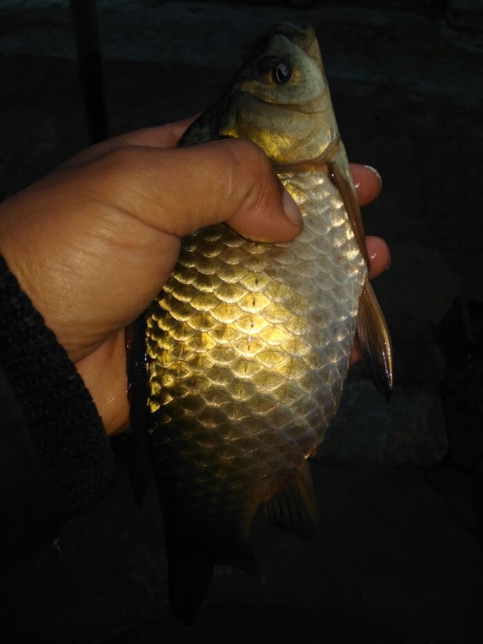 小野河偶遇大板鲫