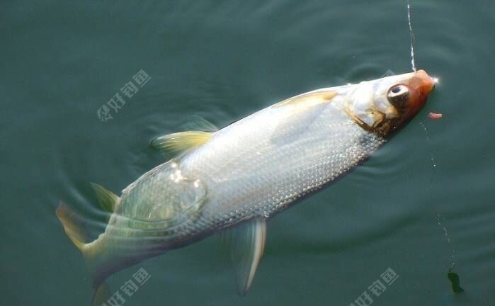 求教钓黄尾技巧