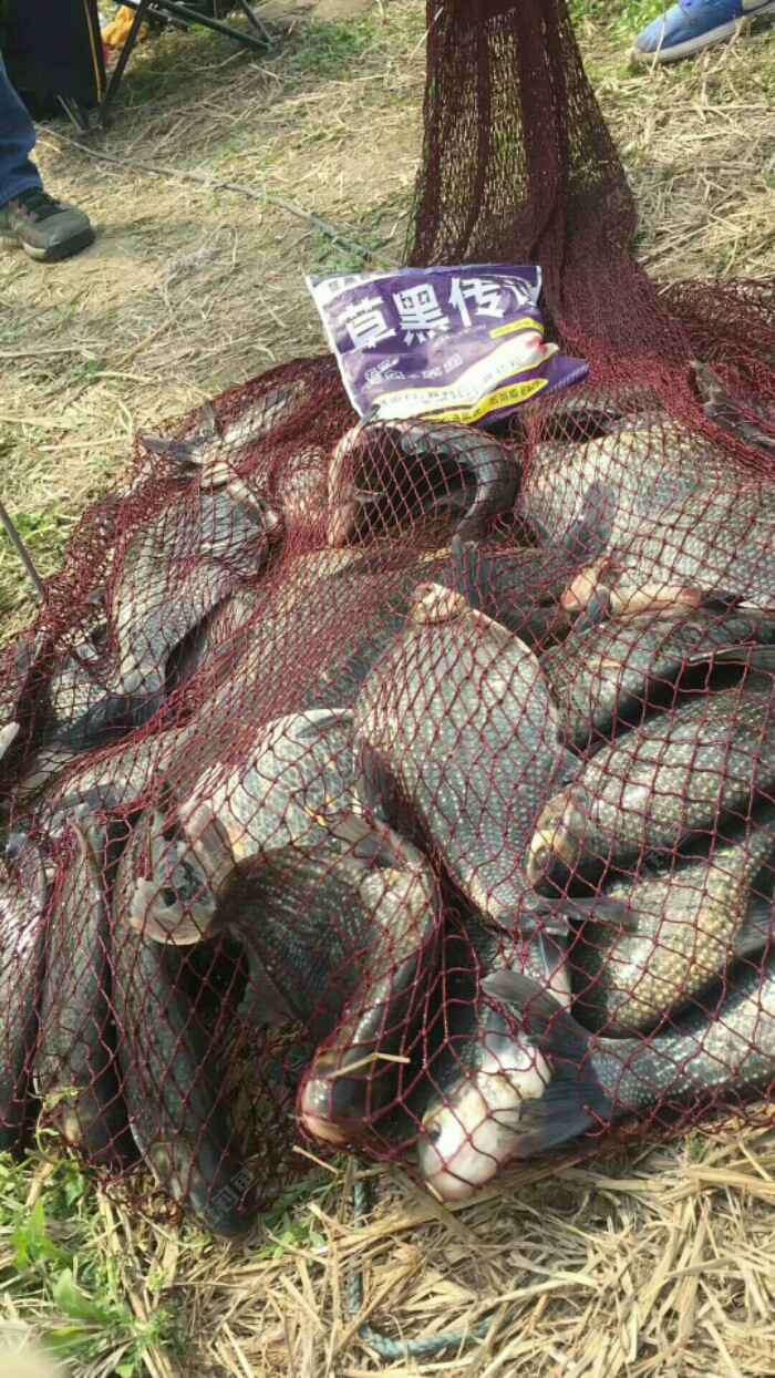 今天黑坑钓鱼爆护了