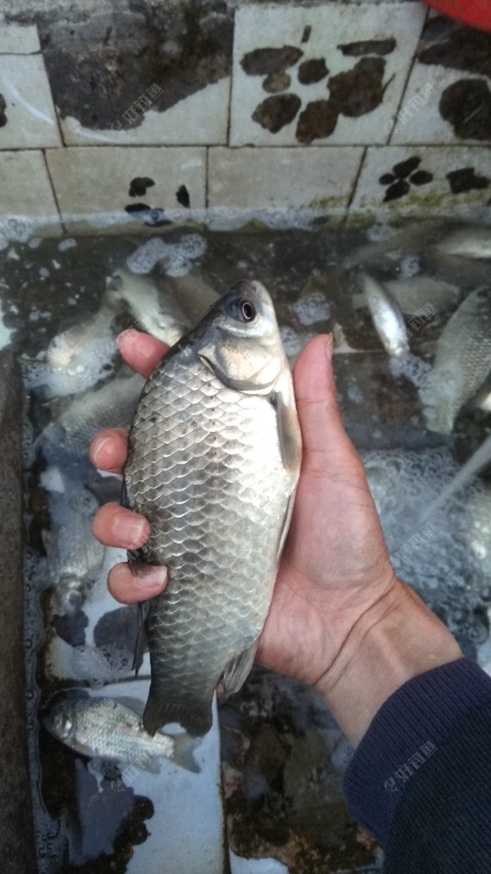 昨天清一色鲫鱼十斤以上