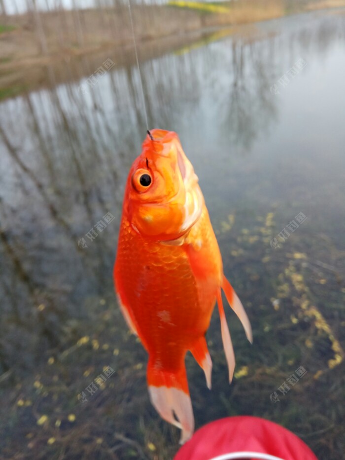 最后来张红金鱼镇楼,祝大家日子过得红红火火!