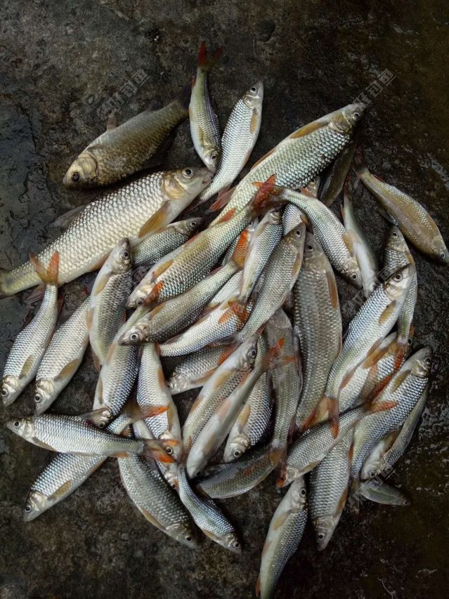 寻觅水中精灵赤尾