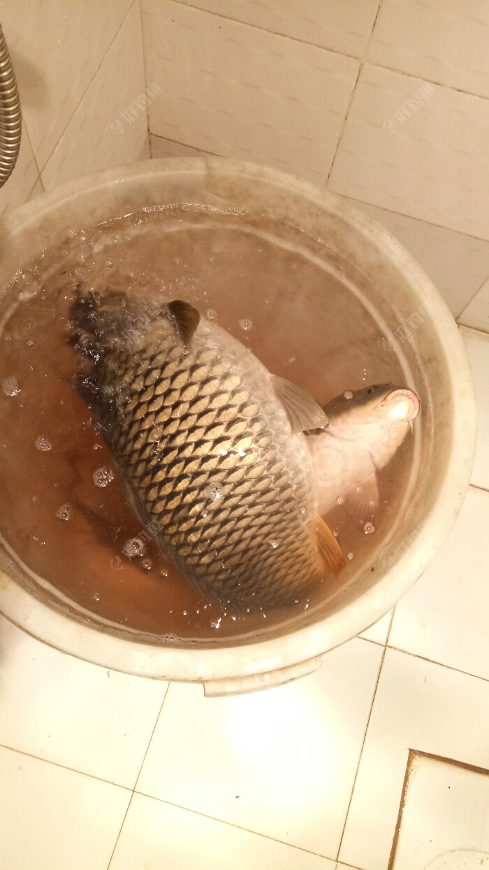进来看大鲤鱼了超大
