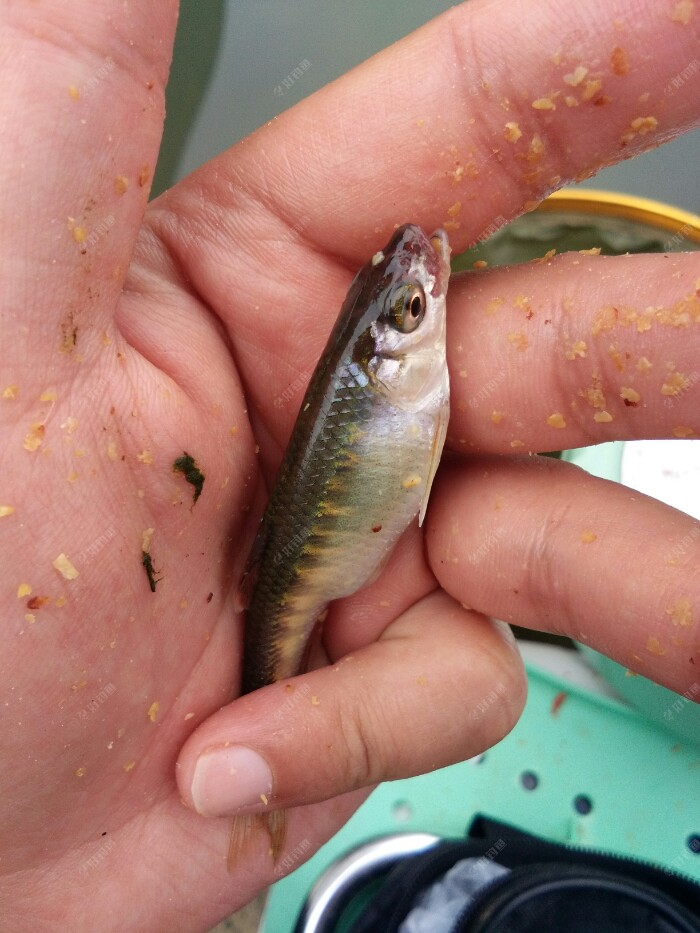 水库全是小米鱼这溪流钓马口