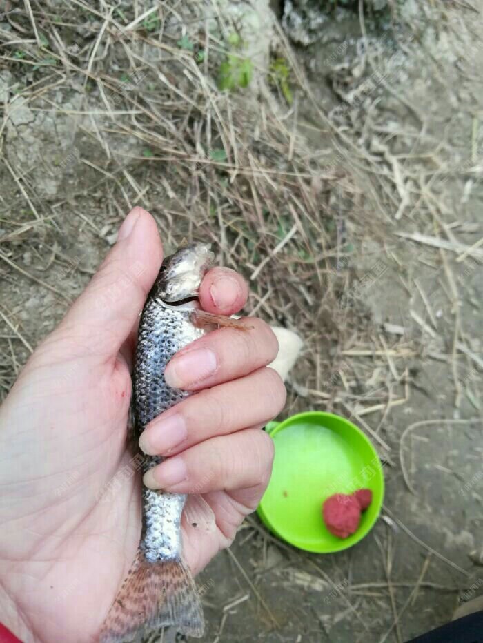 来自鱼友的图片,这条鱼在我们这叫穿钉子.不知道在南方叫什么?