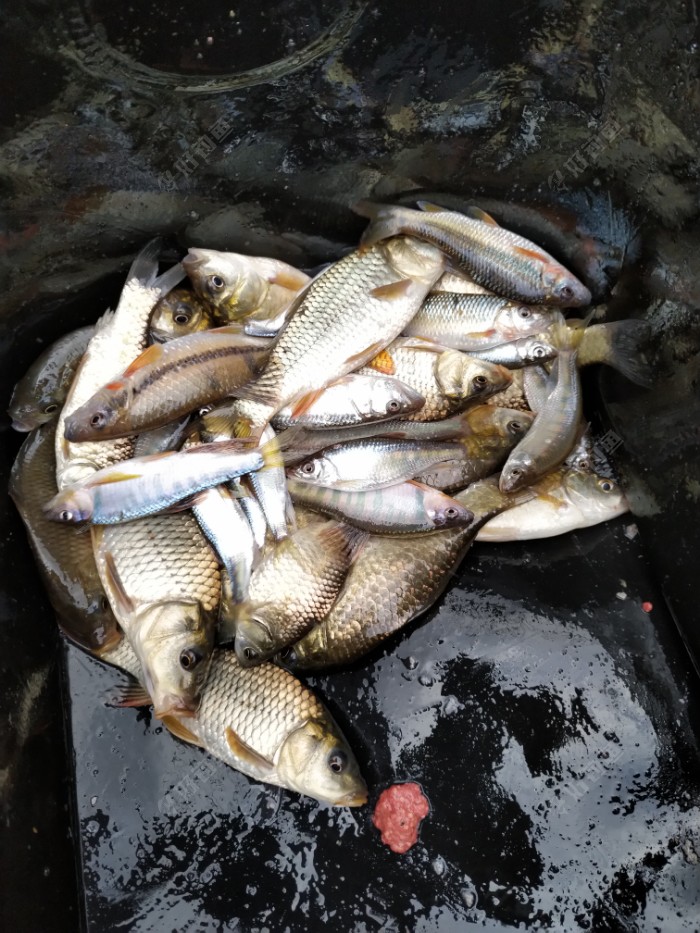 马口鲫鱼漂亮吧