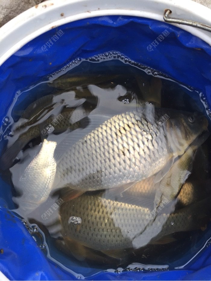 鲫鱼渔获图片,渔获图鲫鱼_大山谷图库