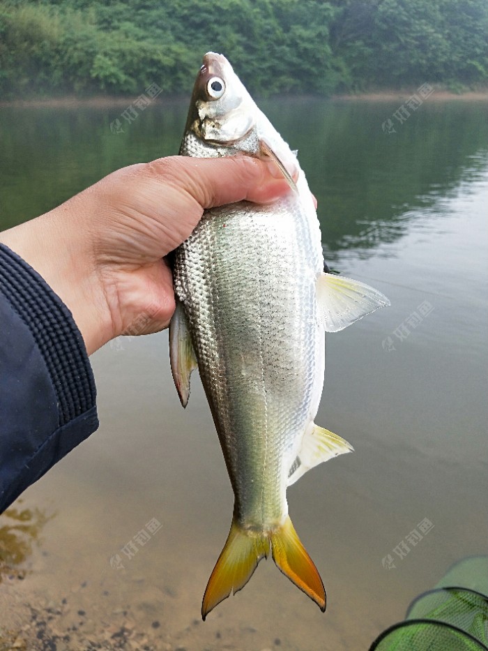 气压1003 饵料:黄尾 鱼种:鲤鱼 鲫鱼 其他鱼  钓法:台钓  竿长:5