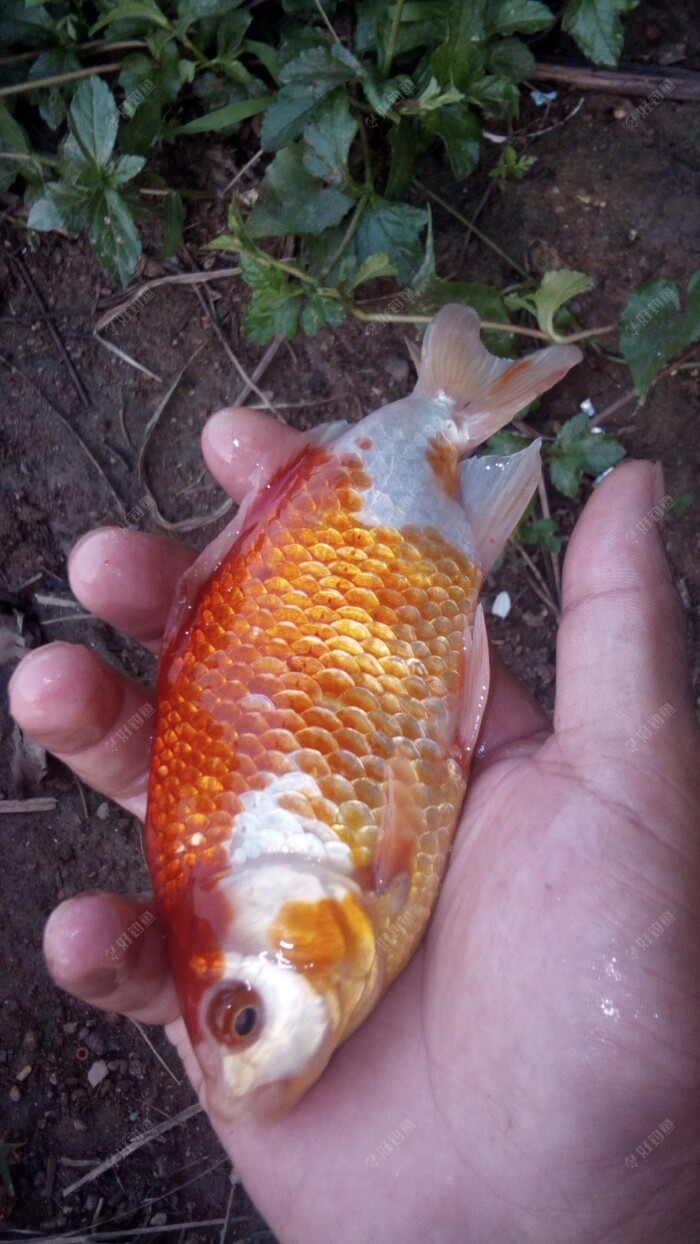 一条红鱼看起来蛮好看的