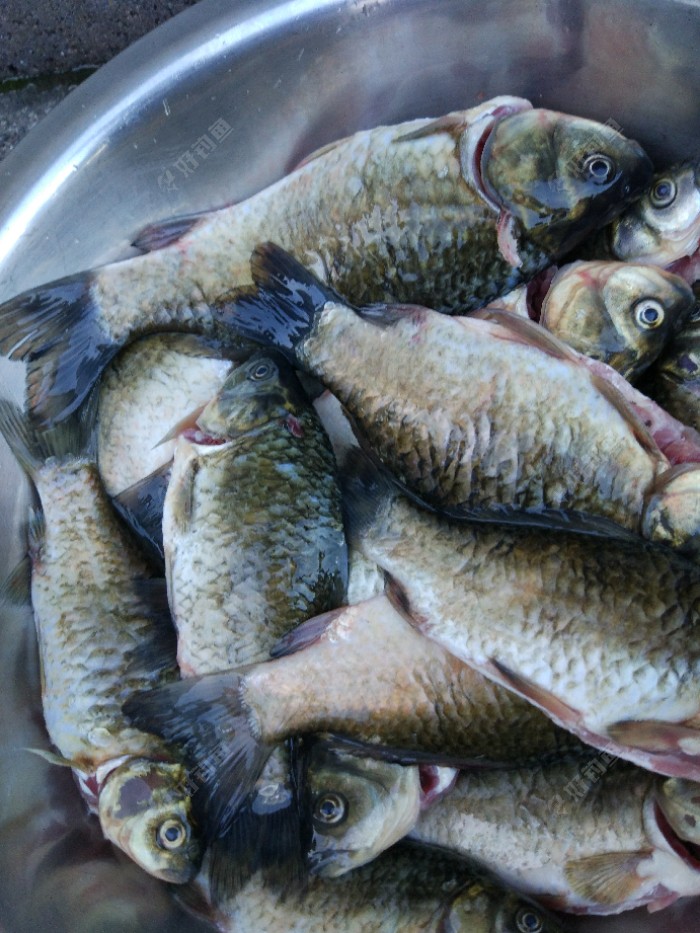 今年钓到最大的一尾鲫鱼