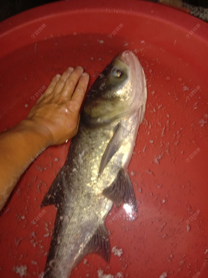 和相好的分手夜钓的鱼获55斤花鲢一条