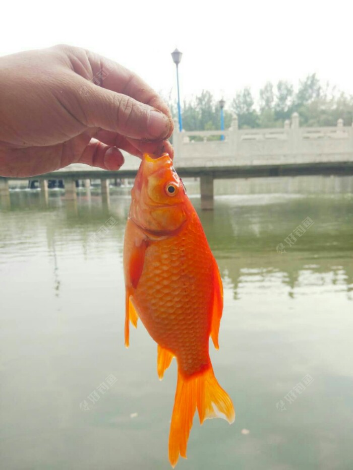 红鱼妹妹.今天有三尾.