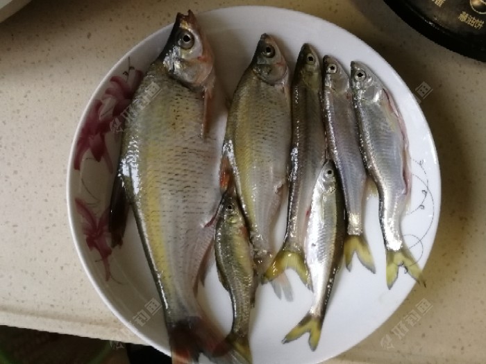 喜获两条小鳊鱼