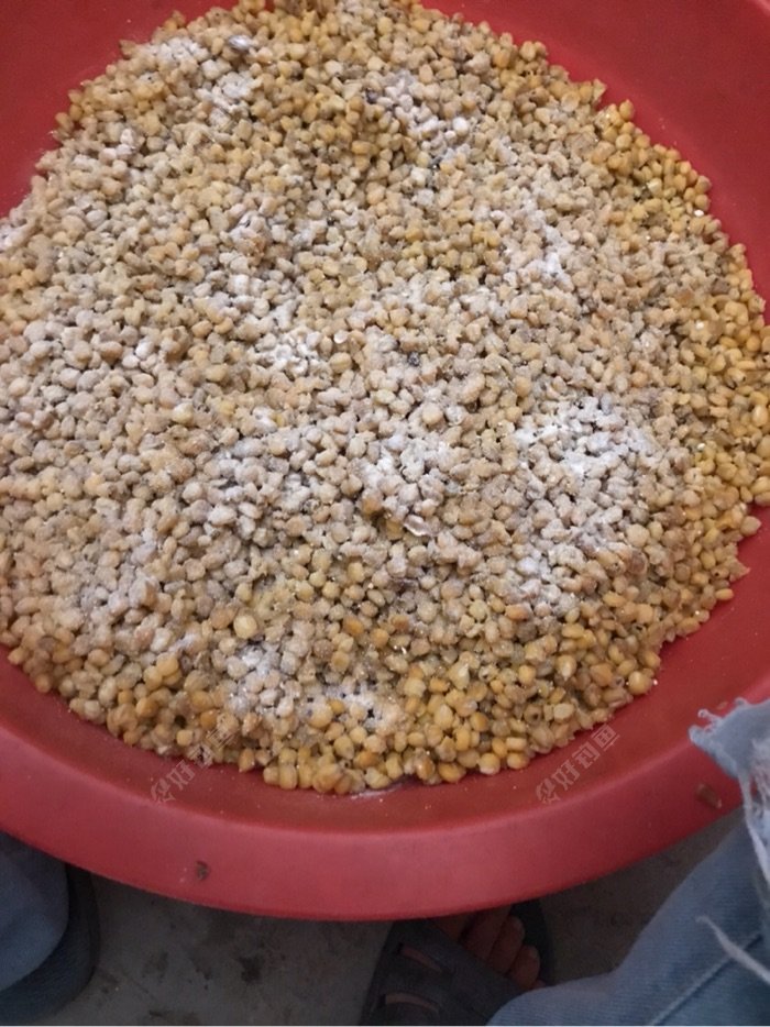 已经凉好的玉米 撒上酵母。真香 我感觉各大水库的鱼都在召唤我 哈哈