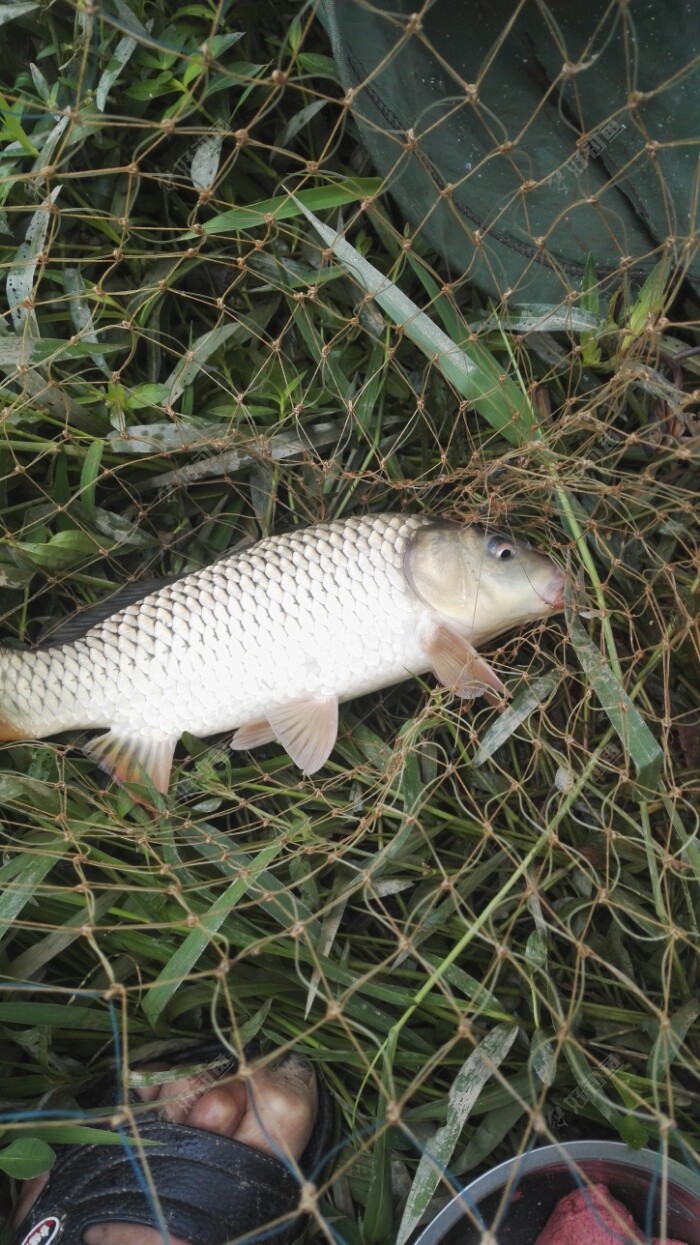 战斗了1分钟左右才抄鱼上岸,野生鲤鱼力量就是大,目测有三斤的样子.