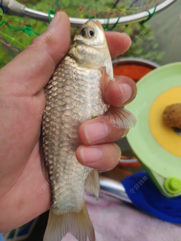 日常入护鲫鲤鱼,今天还钓了蜻蜓