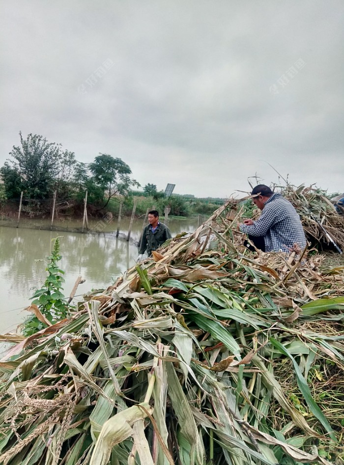 这不我旁边来了两位,竿子都好伸到我打的窝子里了,真是无语了,我又没