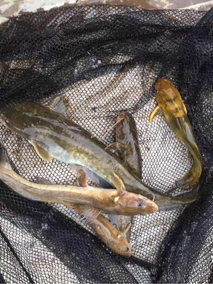 来湘西5年搞到的不同种类的鱼