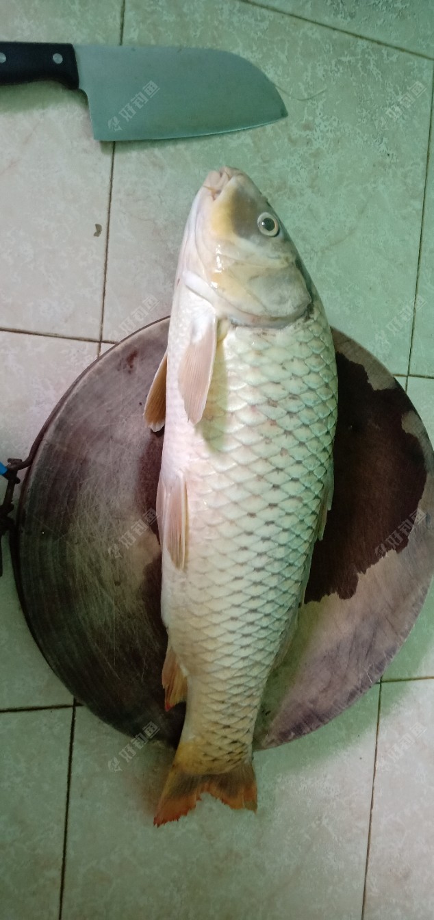 足足5斤鲤鱼