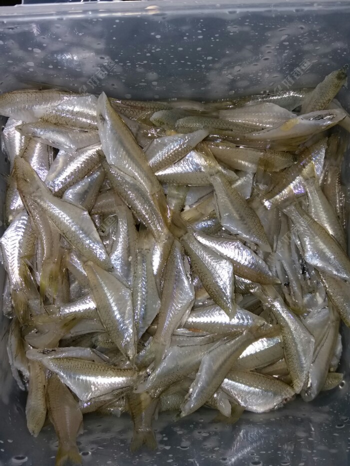 猫猫鱼这是什么鱼很容易钓哦