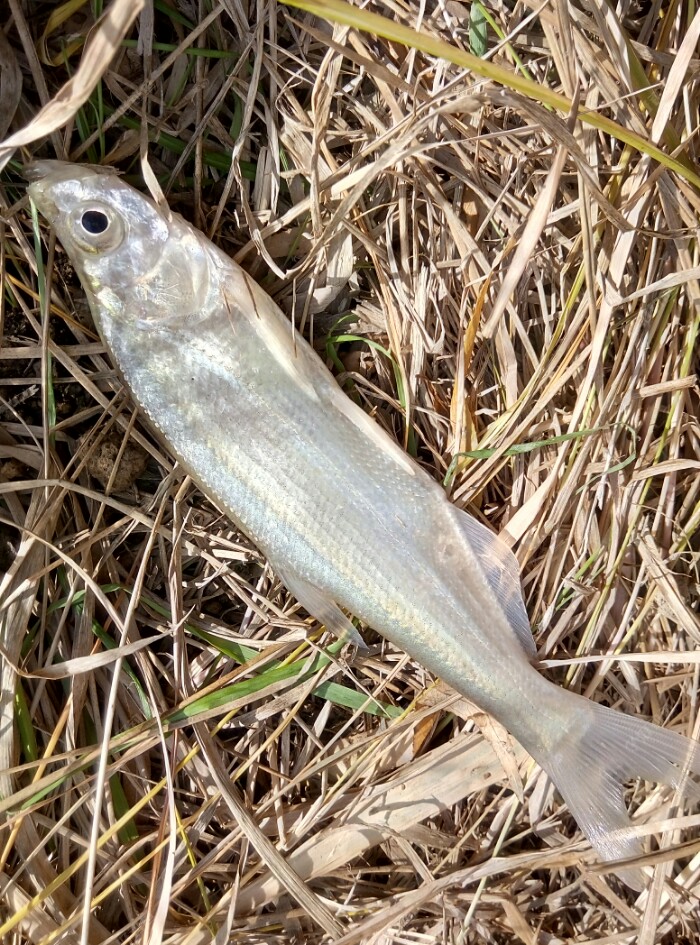 沙坑老是白条的天下