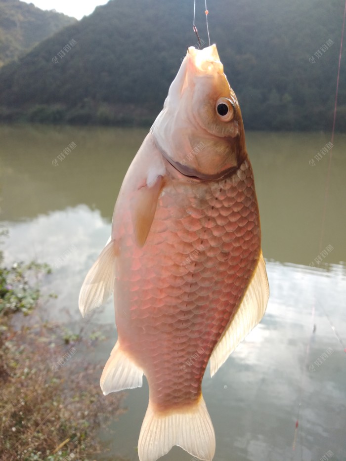 老家门前钓金鲫