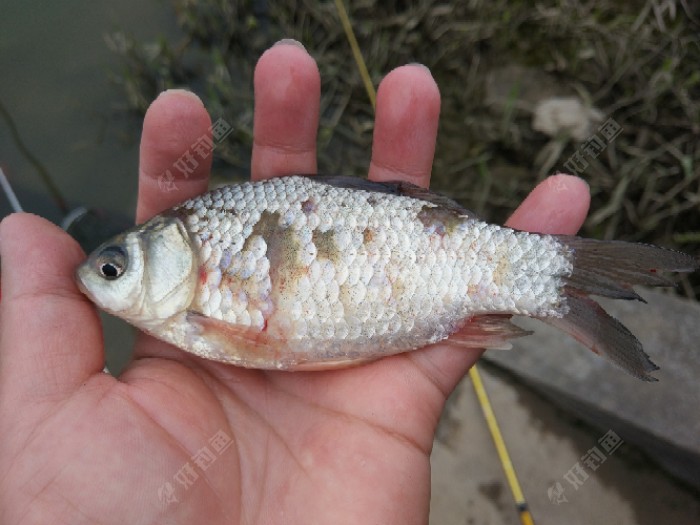 第一次在广州钓到鲫鱼,鳞片掉了不少,可能是放生的