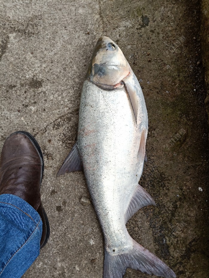 自制丁香乌梅药酒