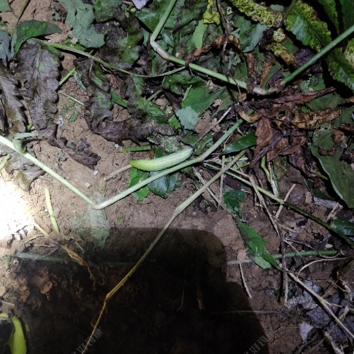 春季探钓〕第一次夜钓,不空军 - 好钓鱼