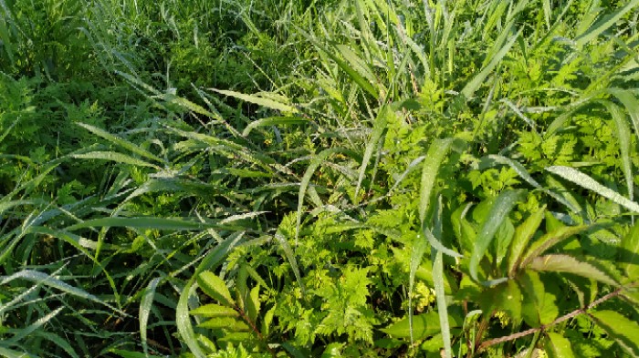 近处的野草疯长.三月草长莺飞,四月山寺桃花始盛开.