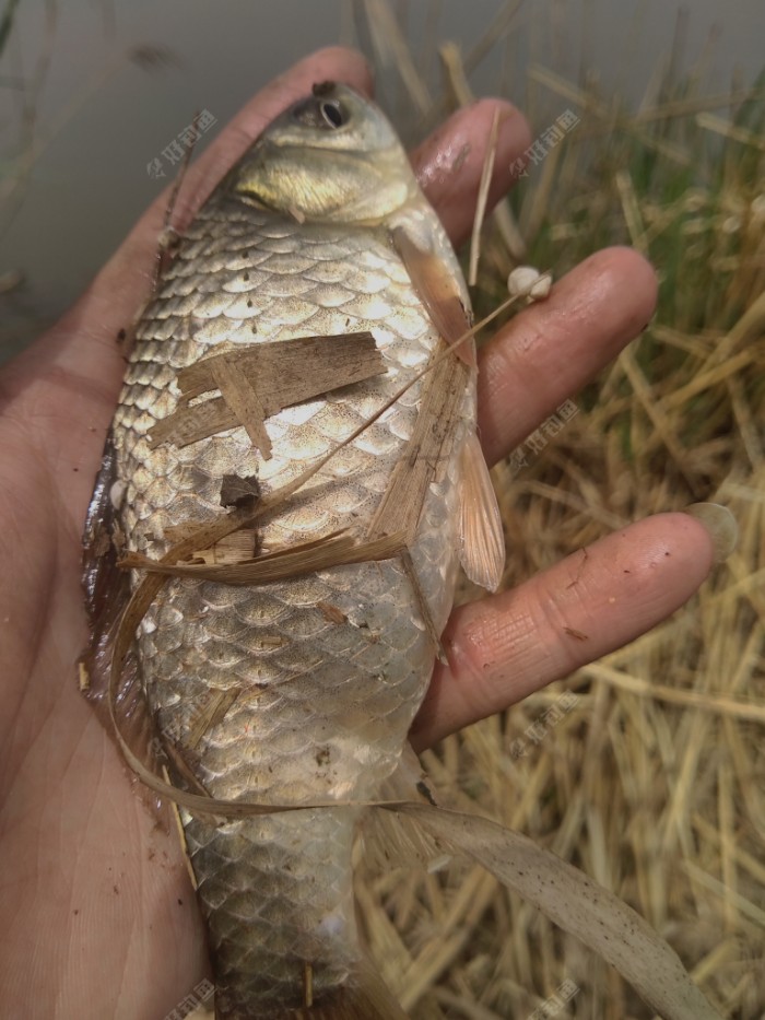 开竿鱼,一条大肚子的鲫鱼看着估计要甩籽了.