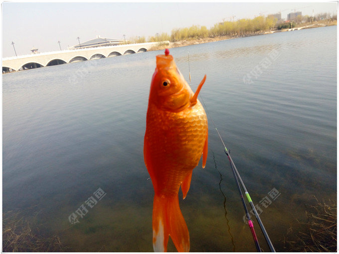 试钓公园彩鲫相送