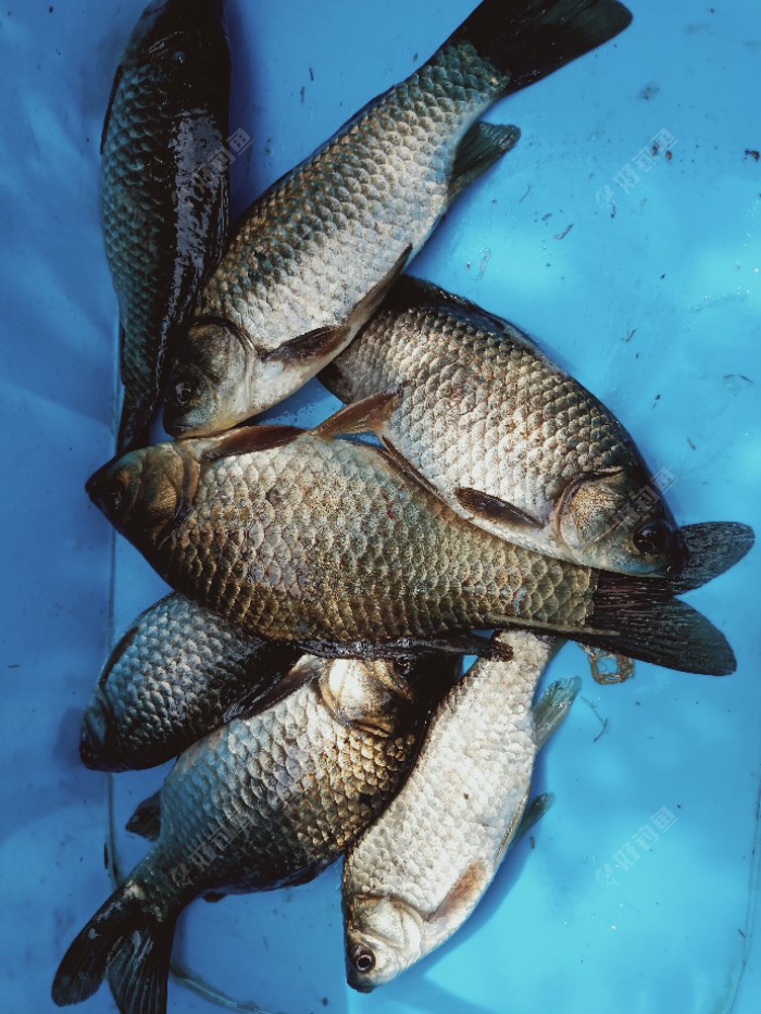 今天下雪了又来钓鱼啦