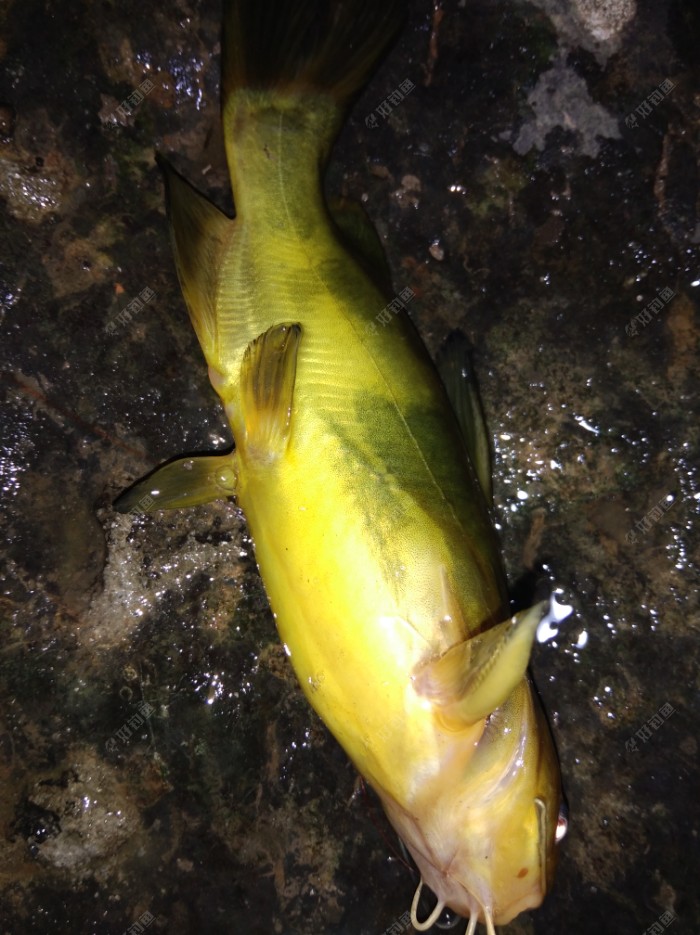 夜钓黄辣丁鱼获少得可怜